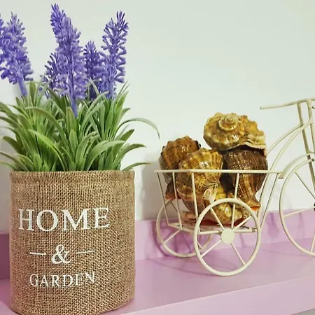 Starfish Daire Navodari